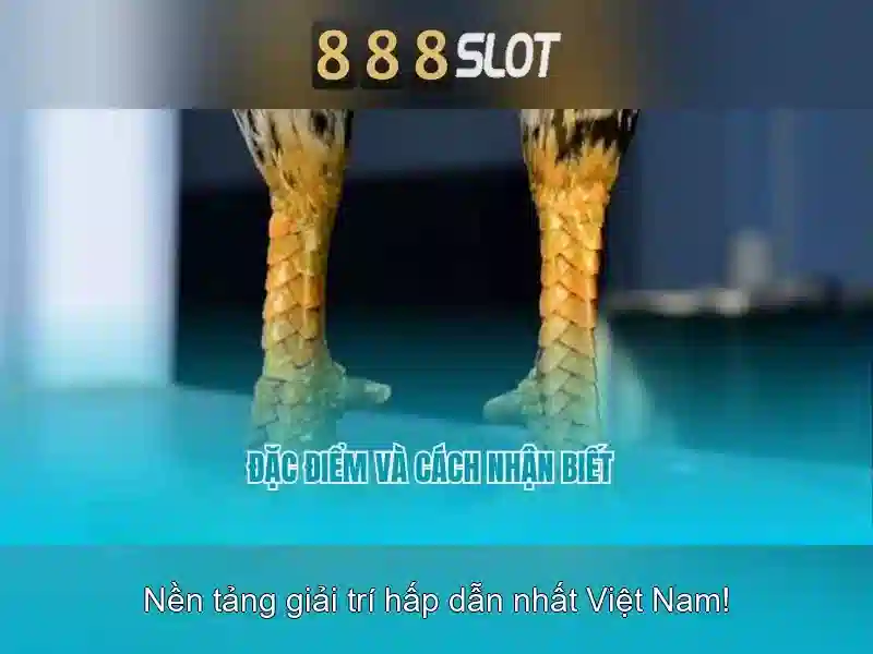 888Slot: Nha cai Slot Online Tin Cay tai Viet Nam